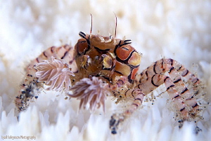 Boxer Crab by Iyad Suleyman 